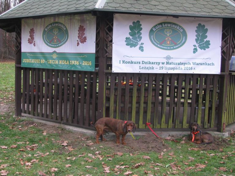 Ogólnopolski Konkurs Psów Dzikarzy w Naturalnych Warunkach 19.11.2016r.  - 