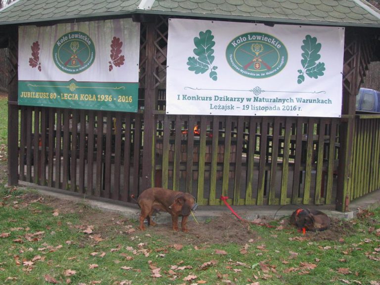 Ogólnopolski Konkurs Psów Dzikarzy w Naturalnych Warunkach 19.11.2016r.  - 