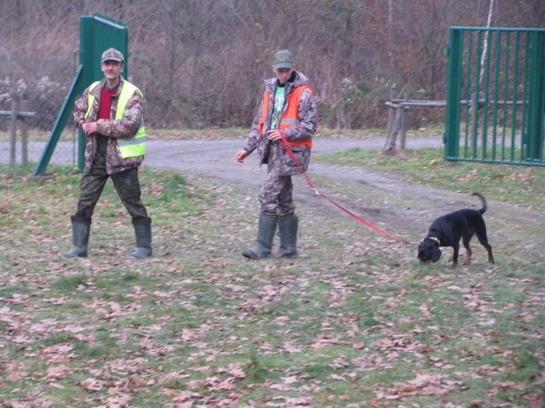 Ogólnopolski Konkurs Psów Dzikarzy w Naturalnych Warunkach 19.11.2016r.  - 