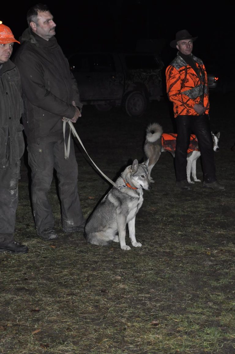 Międzynarodowy Konkurs Oceny Pracy Psów Dzikarzy w Naturalnych Warunkach 25.11.2017  - 