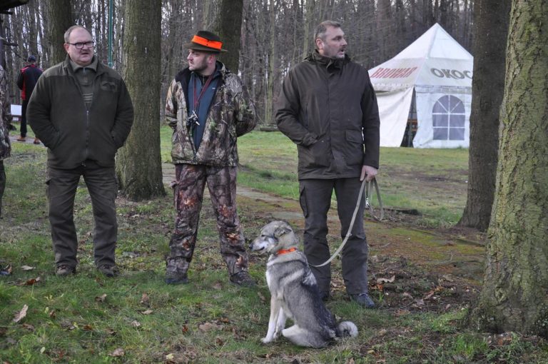 Międzynarodowy Konkurs Oceny Pracy Psów Dzikarzy w Naturalnych Warunkach 25.11.2017  - 