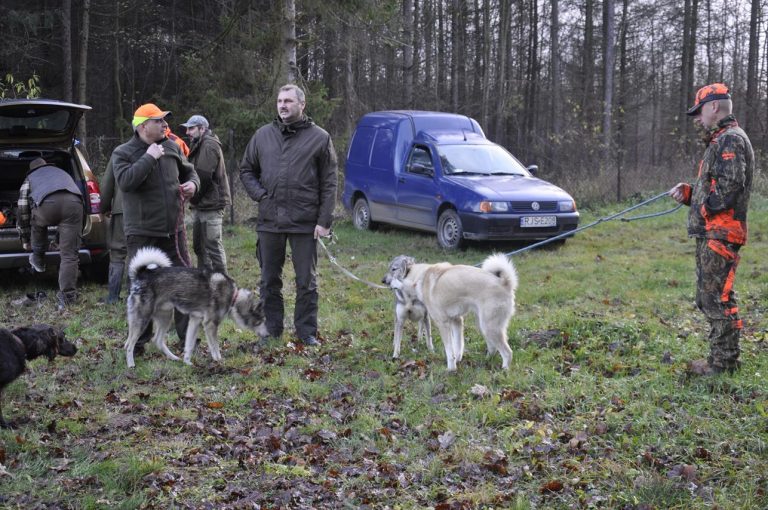 Międzynarodowy Konkurs Oceny Pracy Psów Dzikarzy w Naturalnych Warunkach 25.11.2017  - 