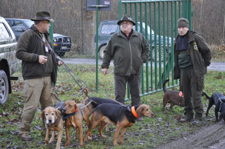 Międzynarodowy Konkurs Oceny Pracy Psów Dzikarzy w Naturalnych Warunkach 25.11.2017  - 