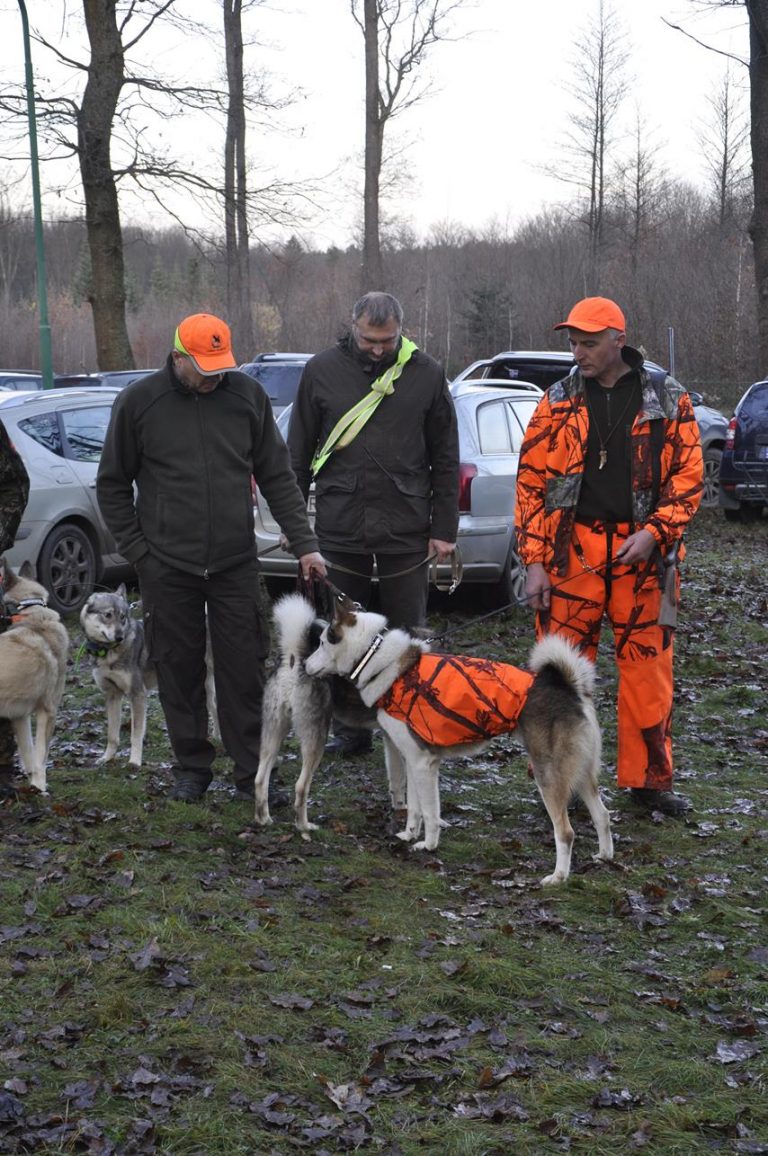 Międzynarodowy Konkurs Oceny Pracy Psów Dzikarzy w Naturalnych Warunkach 25.11.2017  - 