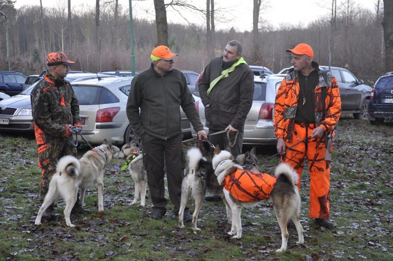 Międzynarodowy Konkurs Oceny Pracy Psów Dzikarzy w Naturalnych Warunkach 25.11.2017  - 