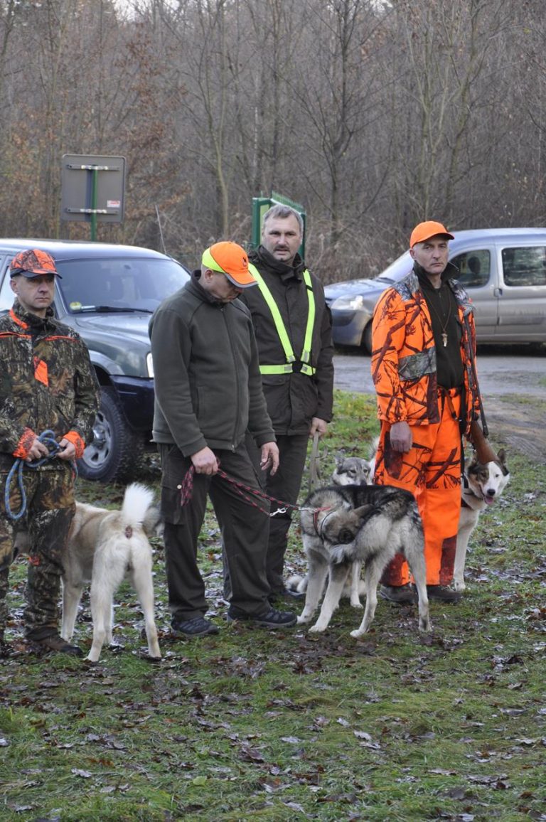 Międzynarodowy Konkurs Oceny Pracy Psów Dzikarzy w Naturalnych Warunkach 25.11.2017  - 