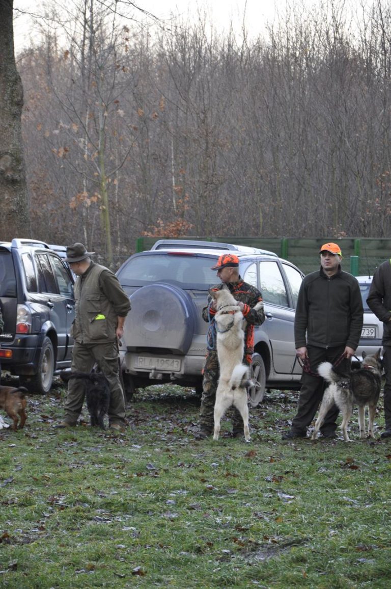 Międzynarodowy Konkurs Oceny Pracy Psów Dzikarzy w Naturalnych Warunkach 25.11.2017  - 