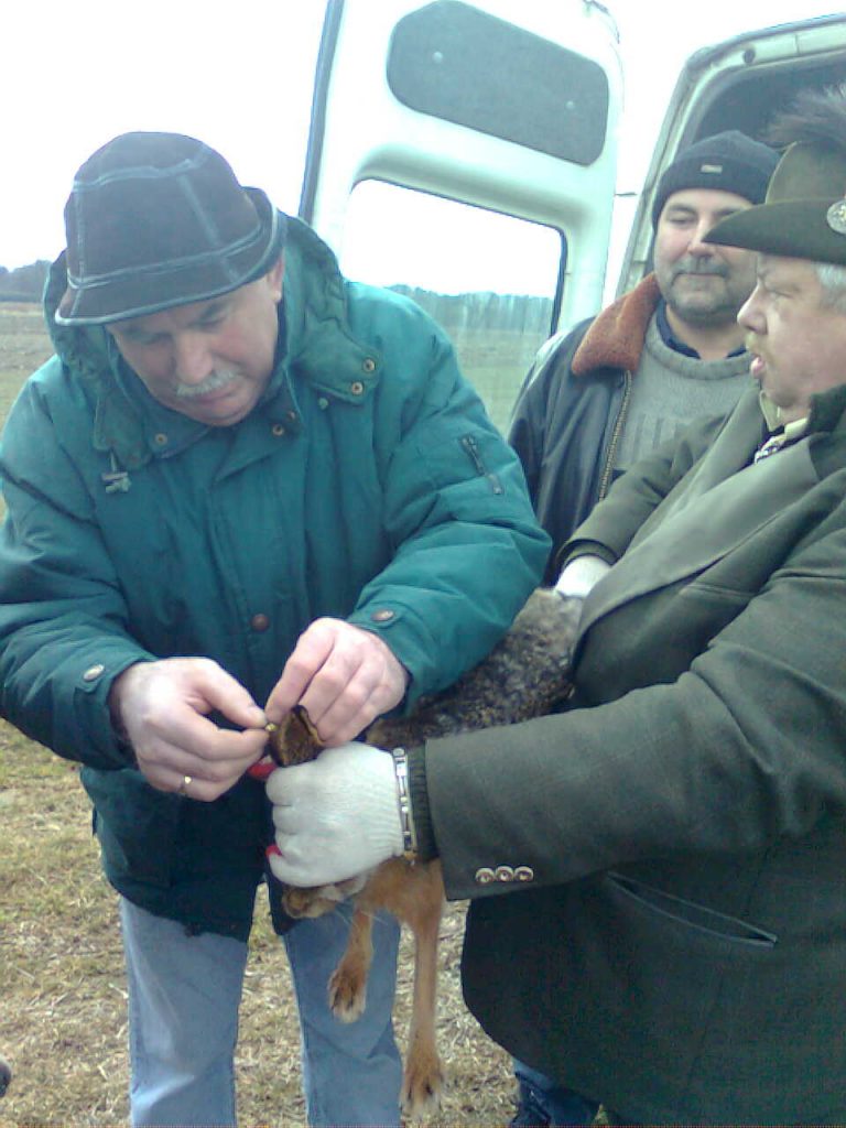 Wsiedlanie zajęcy – marzec 2009r.  - 