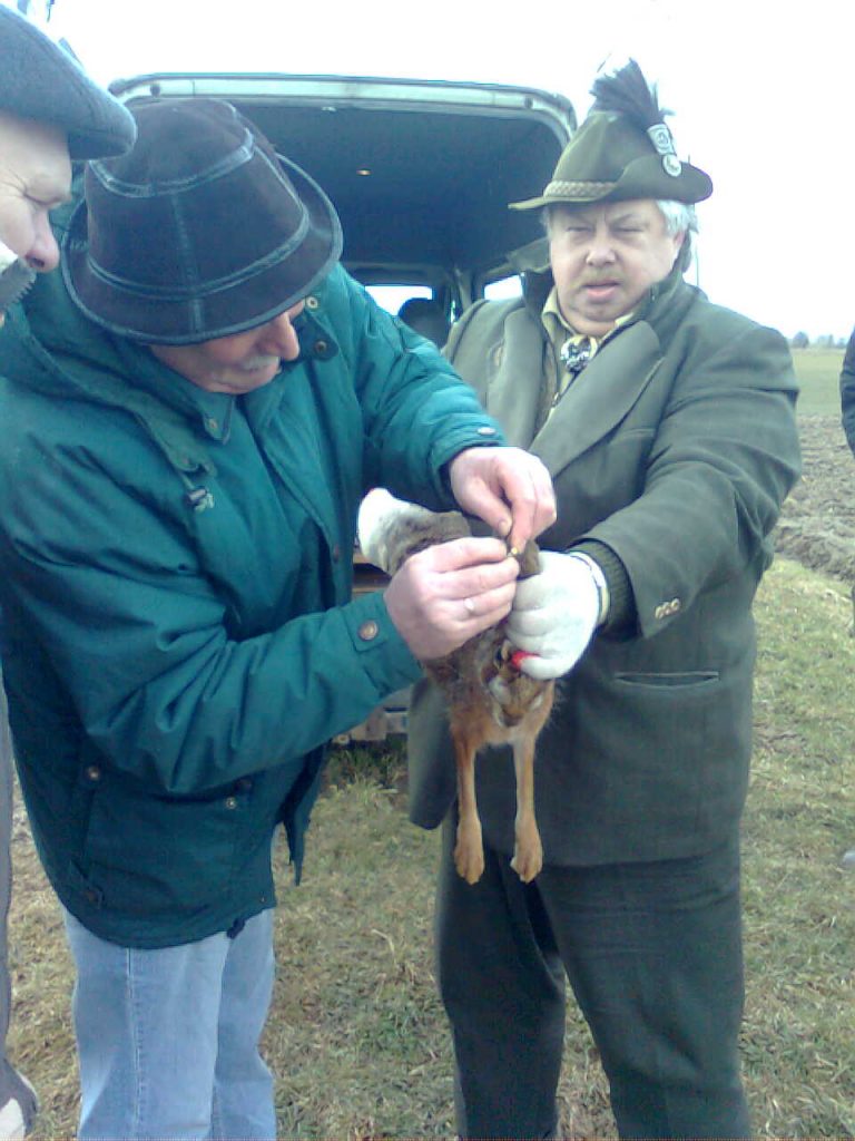 Wsiedlanie zajęcy – marzec 2009r.  - 