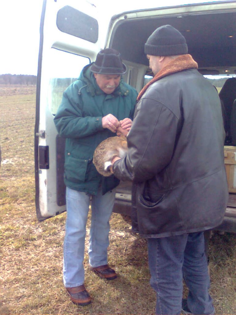 Wsiedlanie zajęcy – marzec 2009r.  - 