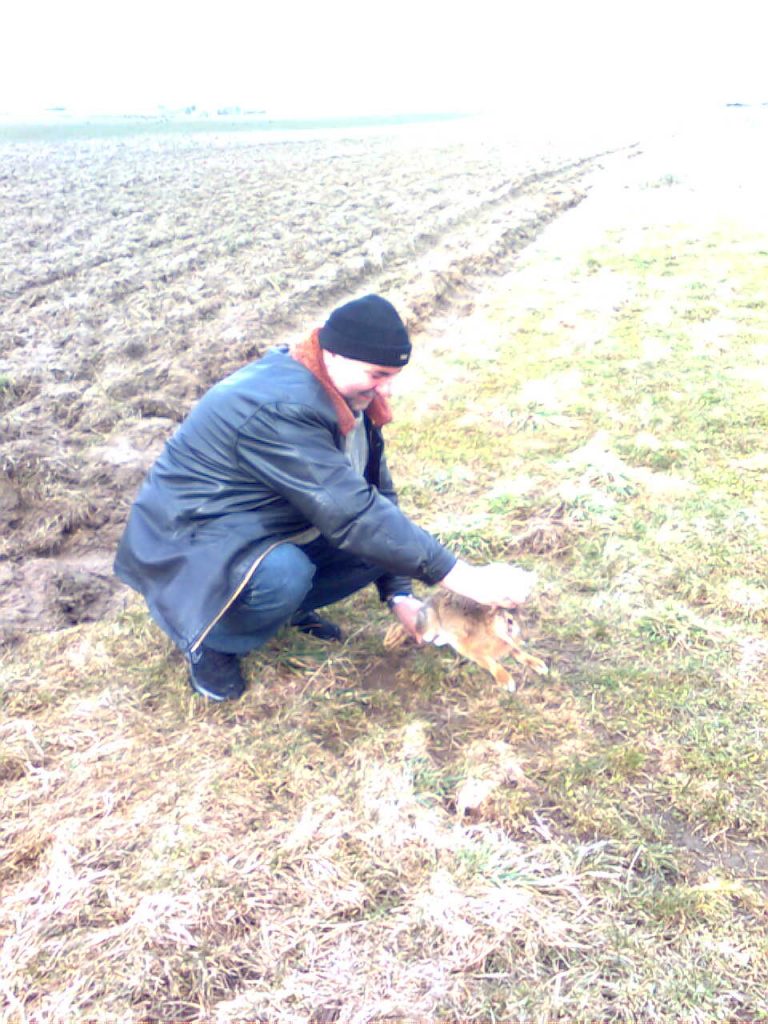 Wsiedlanie zajęcy – marzec 2009r.  - 