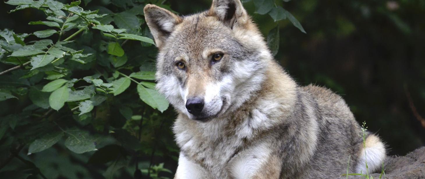 Komunikat dotyczący wilków na terenie Gminy Leżajsk