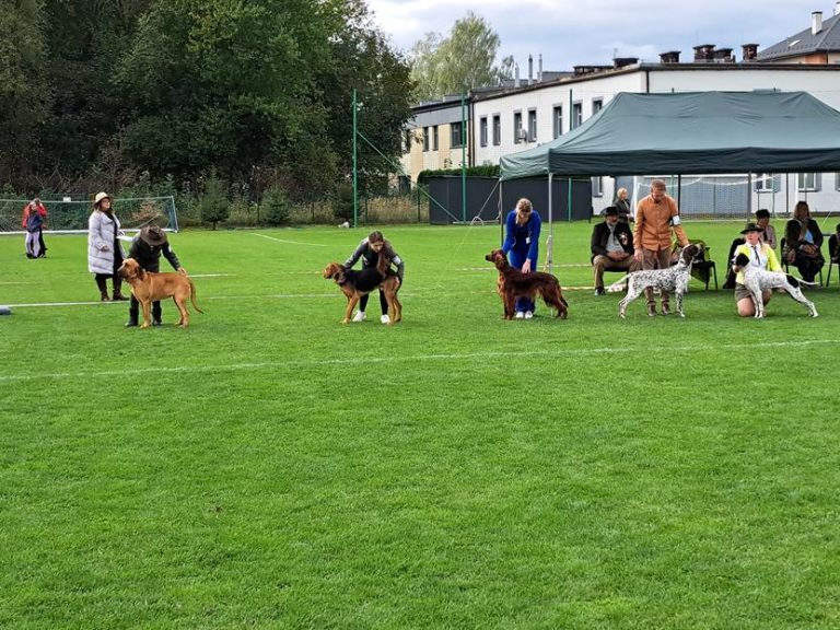 Pies naszego Kolegi dwukrotnie najlepszym psem danej rasy.  - 