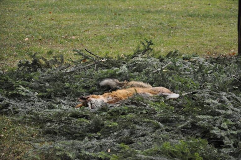 Rozpoczęcie sezonu polowań zbiorowych 2025/2026  - 