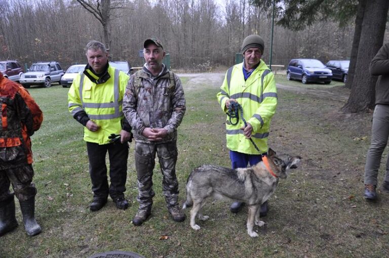 Rozpoczęcie sezonu polowań zbiorowych 2025/2026  - 