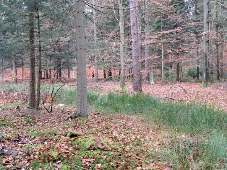 Rozpoczęcie sezonu polowań zbiorowych 2025/2026  - 