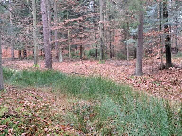 Rozpoczęcie sezonu polowań zbiorowych 2025/2026  - 