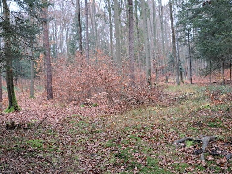 Rozpoczęcie sezonu polowań zbiorowych 2025/2026  - 