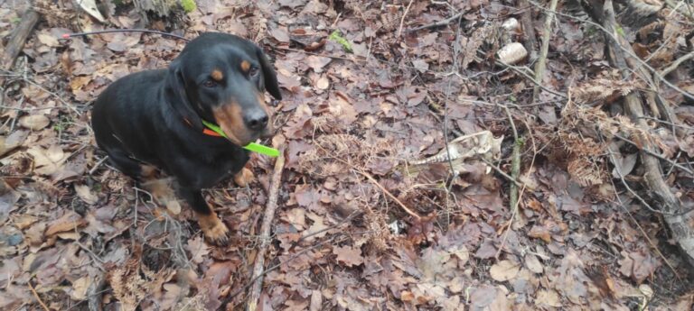 Akcja poszukiwania padłych dzików (ASF)  - 