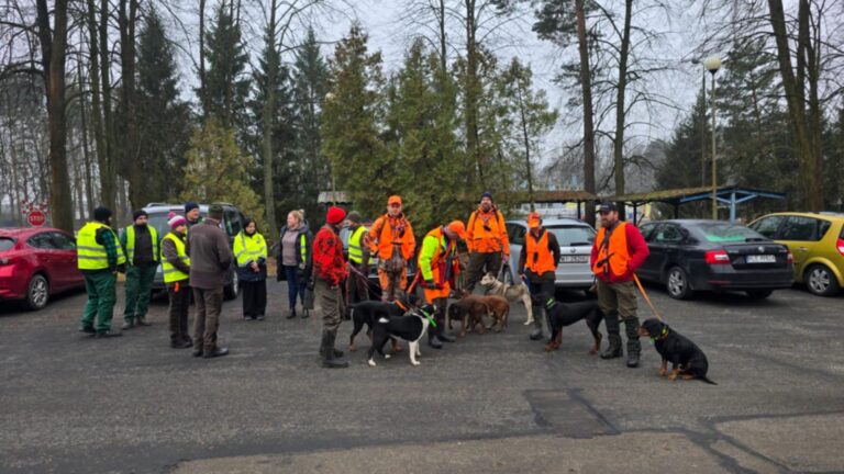 Akcja poszukiwania padłych dzików (ASF)  - 