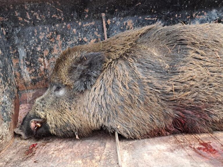 Polowanie zbiorowe – 20.12.2025 r.  - 