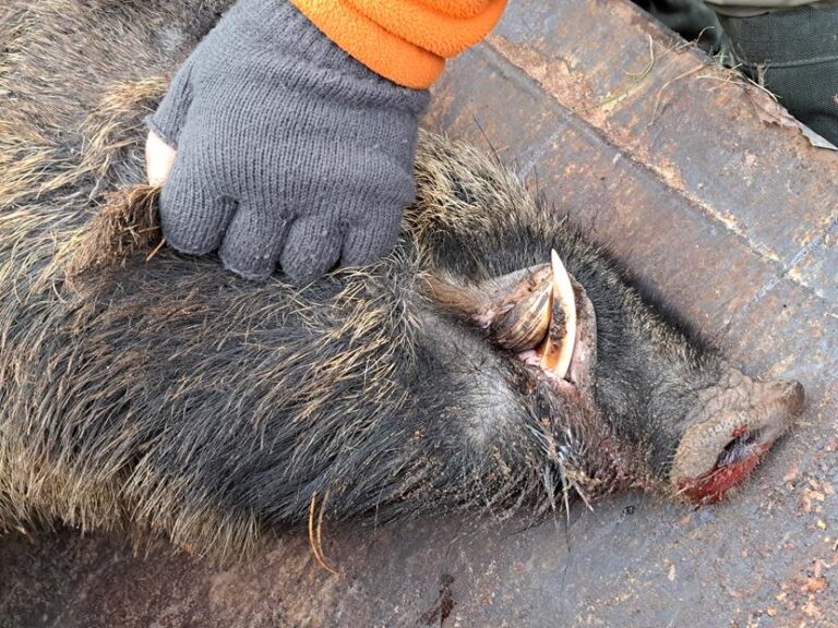 Polowanie zbiorowe – 20.12.2025 r.  - 