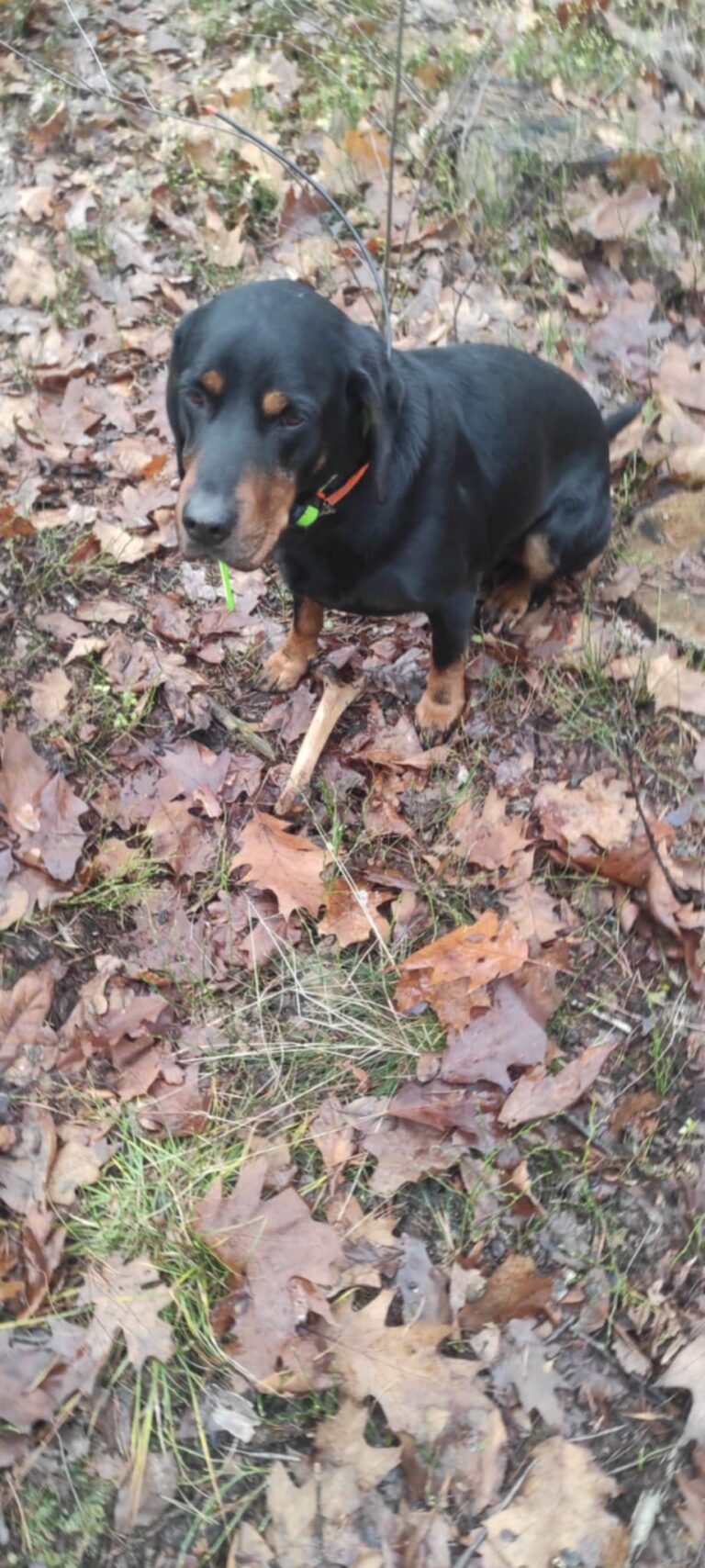 Akcja poszukiwania padłych dzików (ASF)  - 