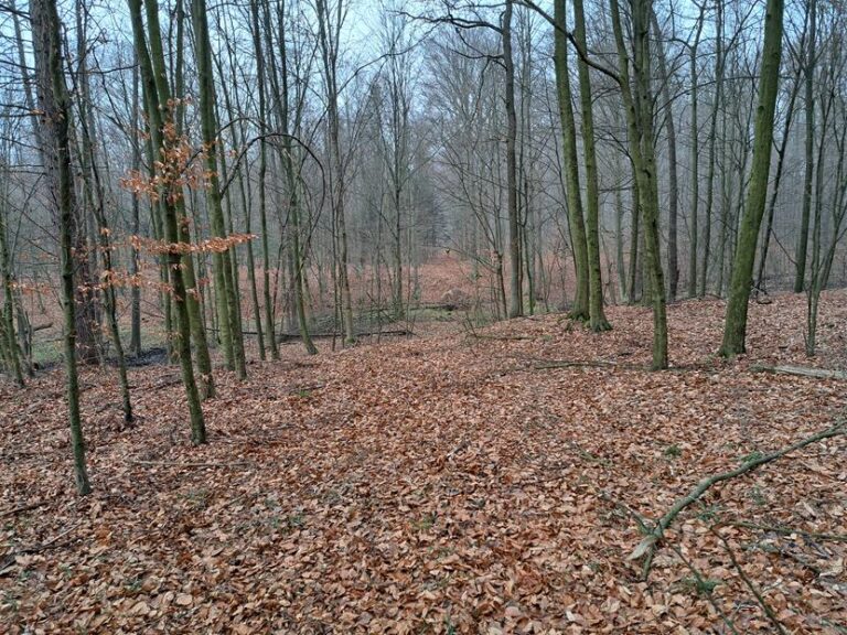 Polowanie zbiorowe – 20.12.2025 r.  - 