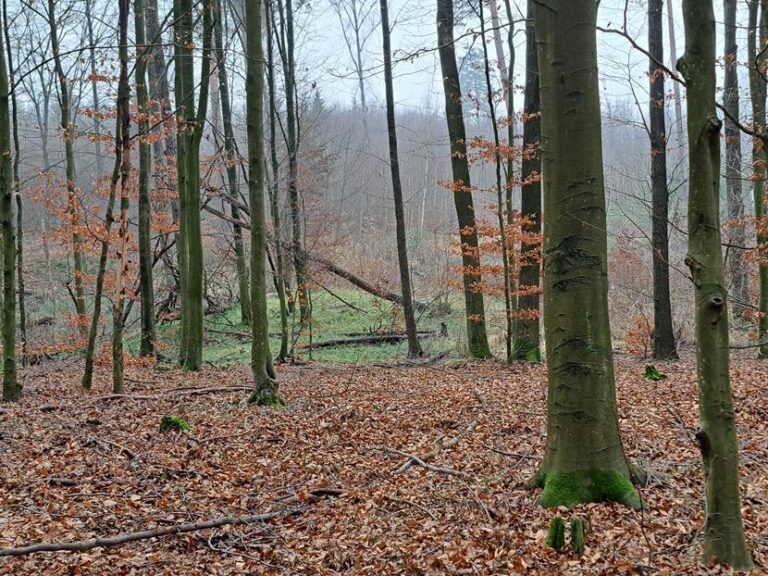 Polowanie zbiorowe – 20.12.2025 r.  - 