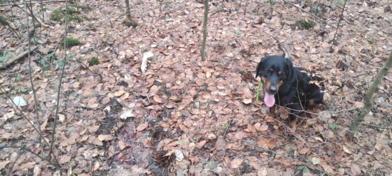 Akcja poszukiwania padłych dzików (ASF)  - 