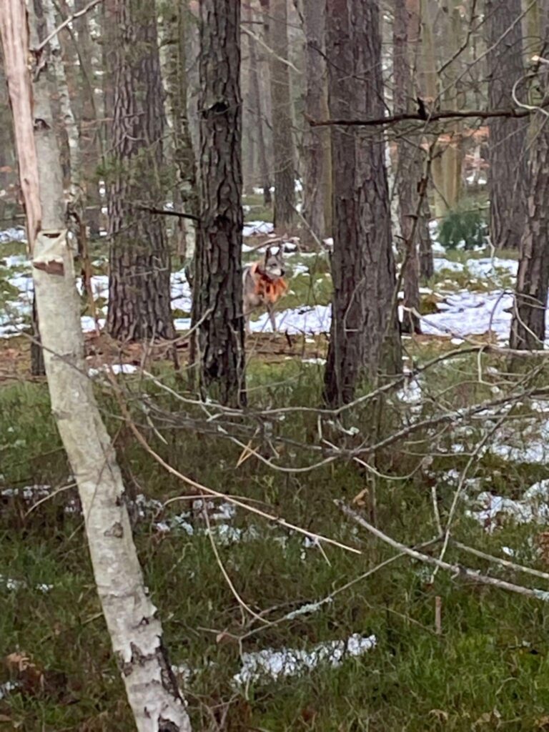 Zbiorówka – 29.11.2025 r.  - 