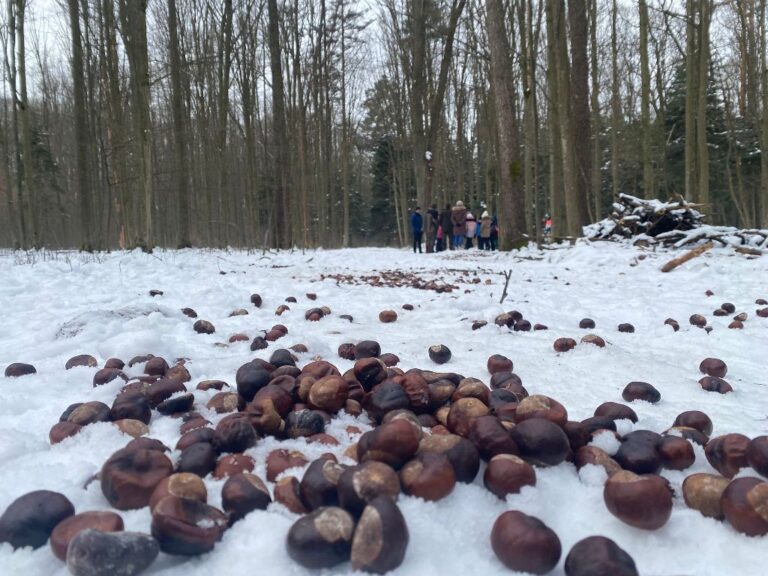 Akcja charytatywno – edukacyjna „Pomagamy zwierzętom przetrwać zimę”  - 