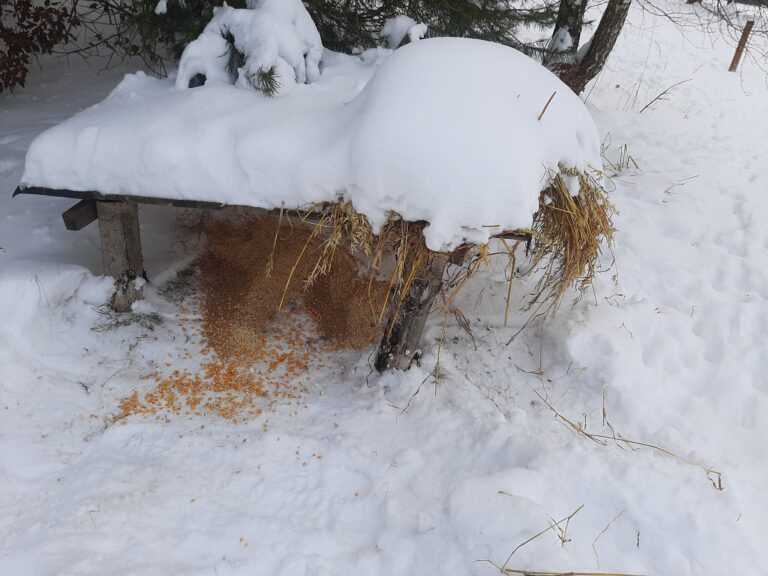 Akcja charytatywno – edukacyjna „Pomagamy zwierzętom przetrwać zimę”  - 